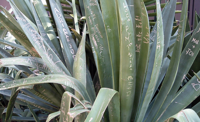 Symbol of human impact on the environment - Graffiti etched into cactus